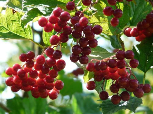 fruits berries red