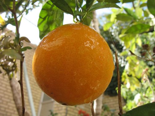 fruits nature orange