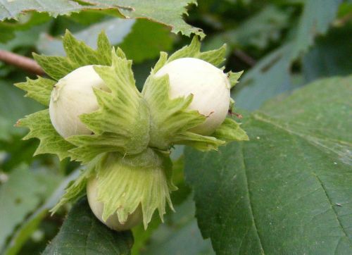 fruits hazelnuts peanuts