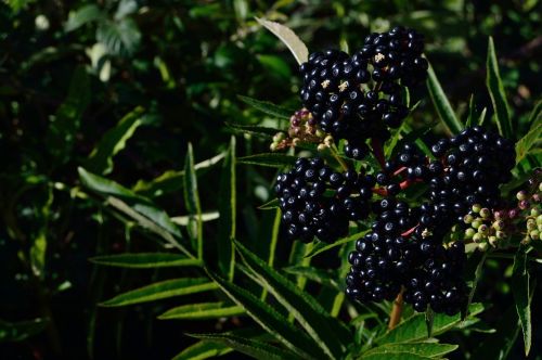 fruits blackberries power