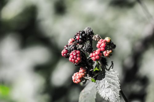 blackberries berries black