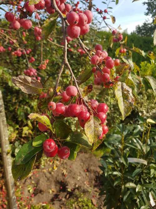 fruity  red fruit  herfstbloeier