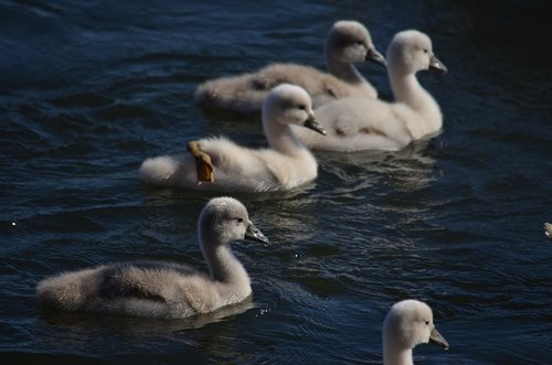 fry of swan  swan  chicks