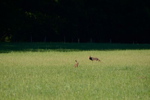 fuchs hare fox and hare