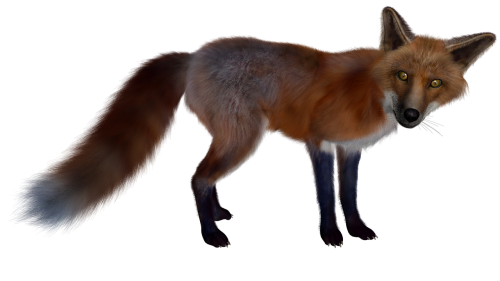 fuchs red fox isolated