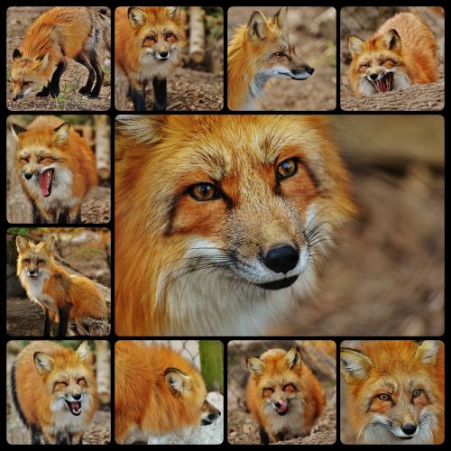 fuchs collage predator