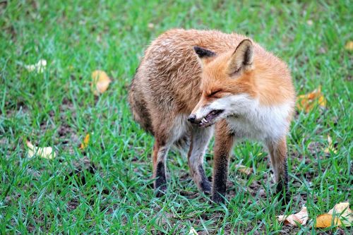 fuchs red fox wild animal