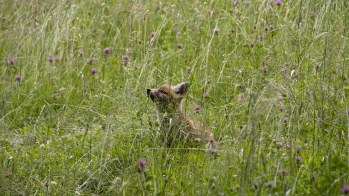 fuchs young animal playful