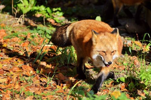 fuchs red fox predator