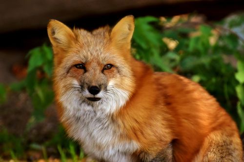 fuchs animal world wild animal