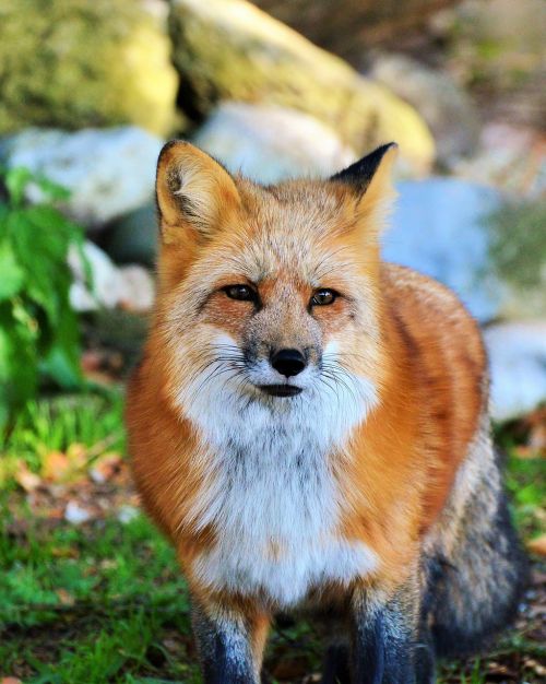 fuchs red fox predator