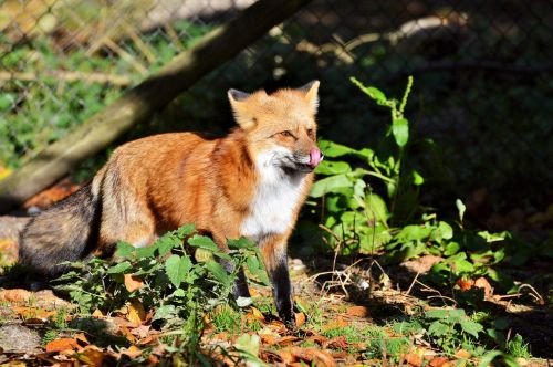 fuchs red fox predator