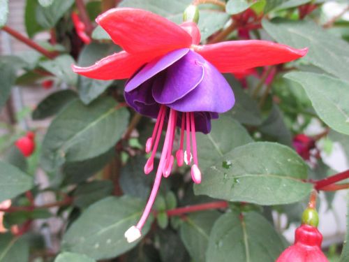 fuchsia flower pink