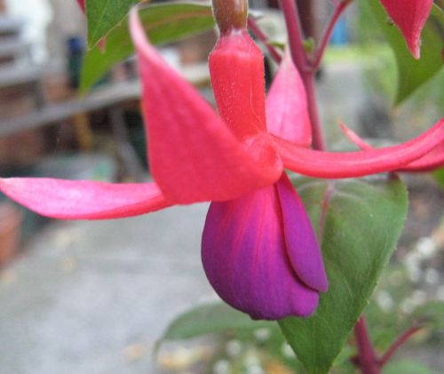 Fuchsia