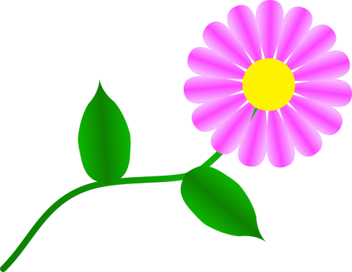 fuchsia daisy flower
