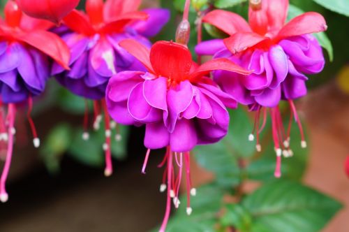 fuchsia flower pink