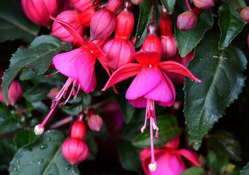 fuchsia summer flower blossom