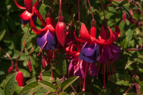 fuchsia bells flowers