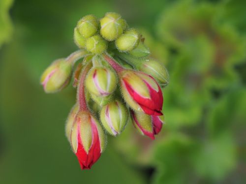 fuchsia flower garden flower