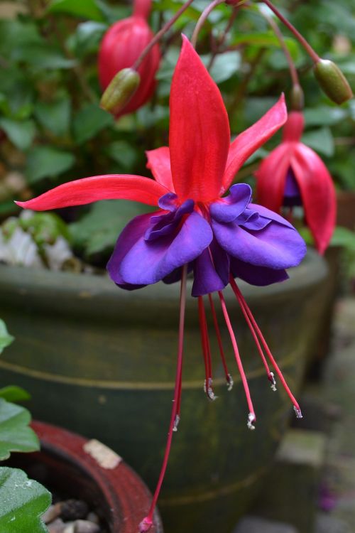 fuchsia red purple