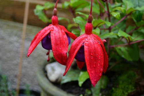 fuchsia potted plant woody
