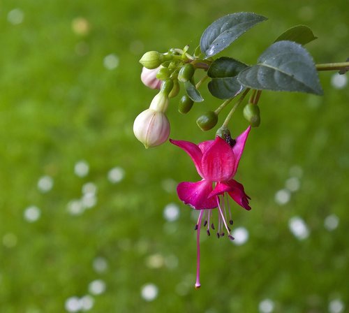 fuchsia  blossom  bloom