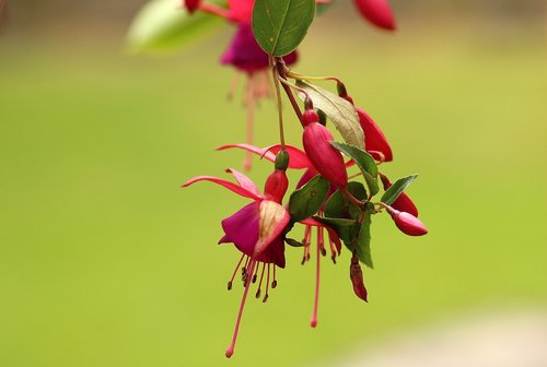 fuchsia  flowerpots  houseplant