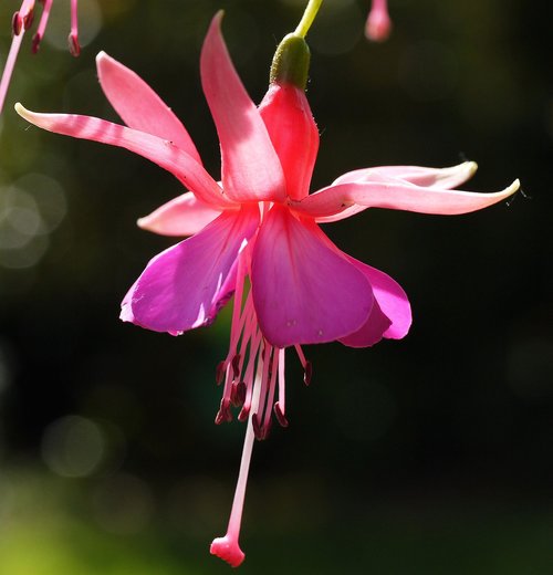 fuchsia  blossom  bloom