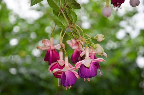 fuchsia  flower  nature