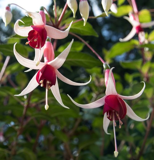 fuchsia  plant  blossom