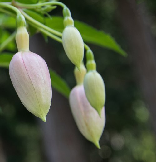 fuchsia  bud  flower