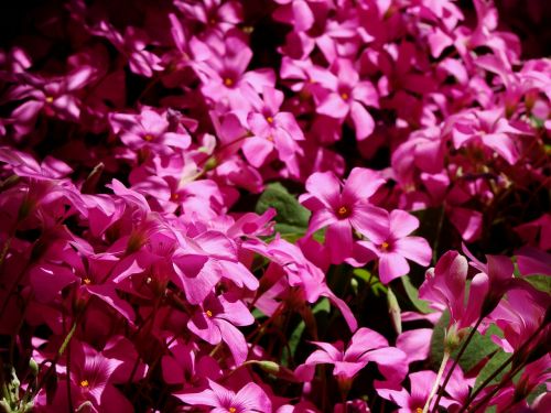 fuchsia flowers rosa
