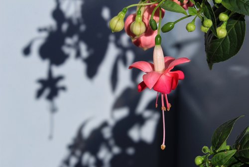 fuchsia  flower  blossom