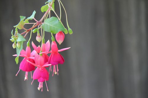 fuchsia  plant  flowers