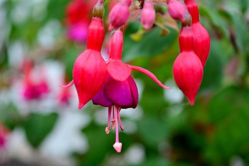 fuchsia  blossom  bloom