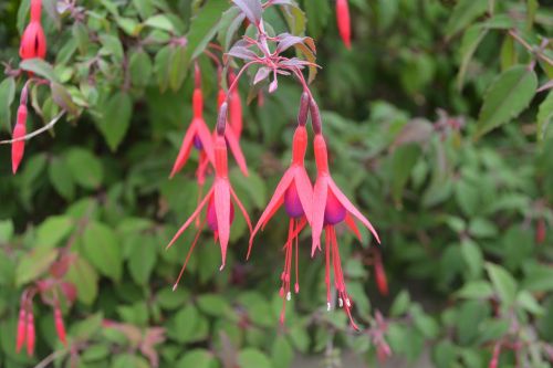 fuchsia flower pink