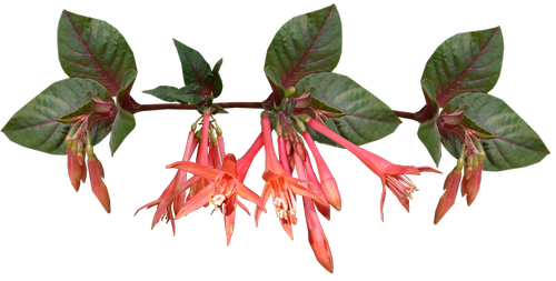 fuchsia  flower  garden