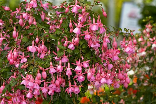 fuchsia  flowers  pink