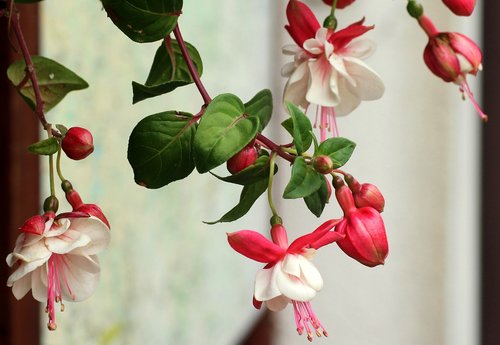fuchsia  flowers  potted flower