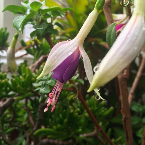 fuchsia flower purple