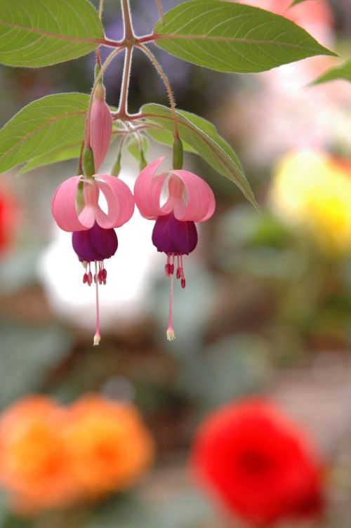 fuchsia flowers angel earrings
