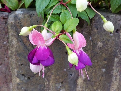 fuchsia purple flower