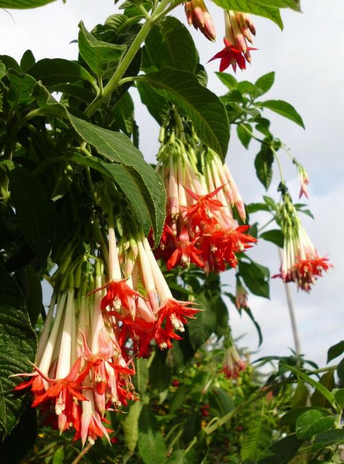 fuchsia boliviana fuchsia flowers