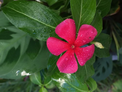 fuchsia flower  drops  petals