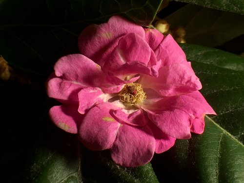 fuchsia pink  pistils  flower