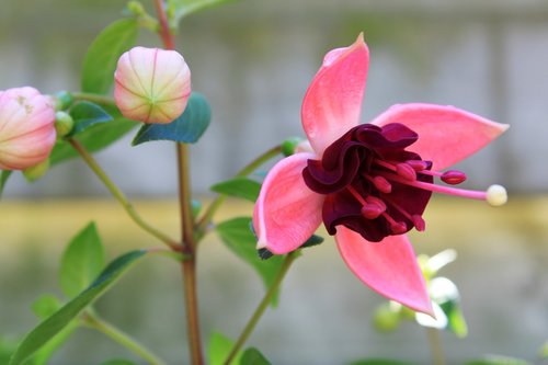 fuchsias  flower  fuchsia