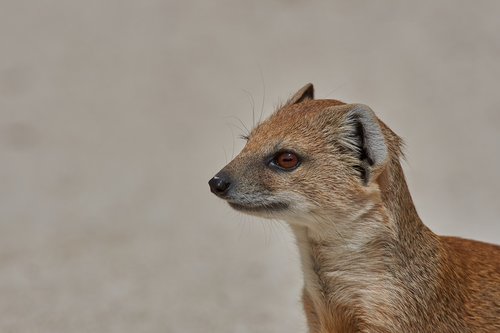 fuchsmanguste  namibia  meerkat