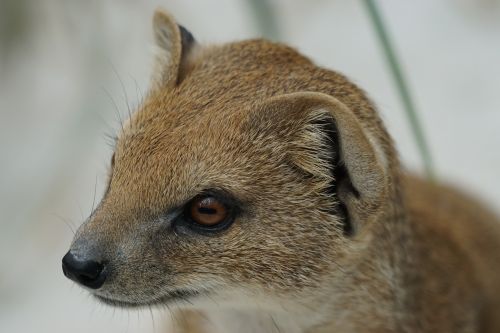 fuchsmanguste mungo type mammal