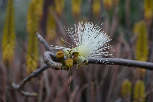 fuerteventura white flower spring