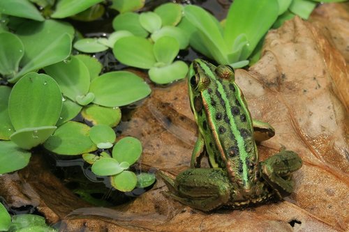 fujian side pleats frog  fujian gold wire frog  amphibians